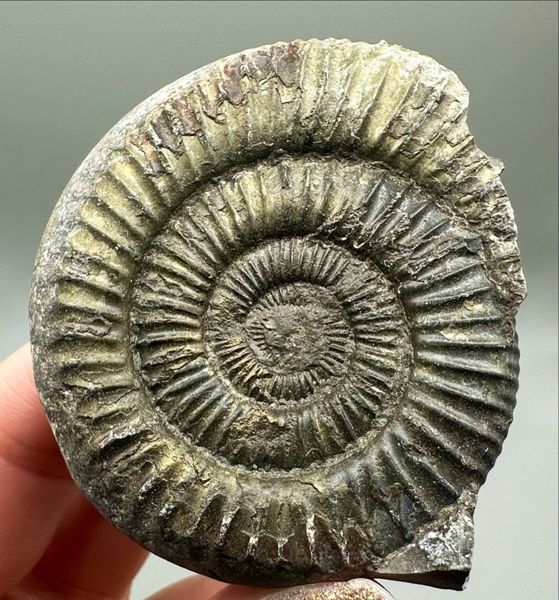 Ammonite Fossil