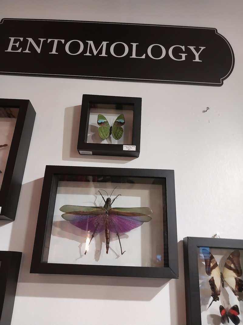 UnEarthed Metaphysical Store storefront in Round Rock Texas